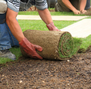 Laying of lawns